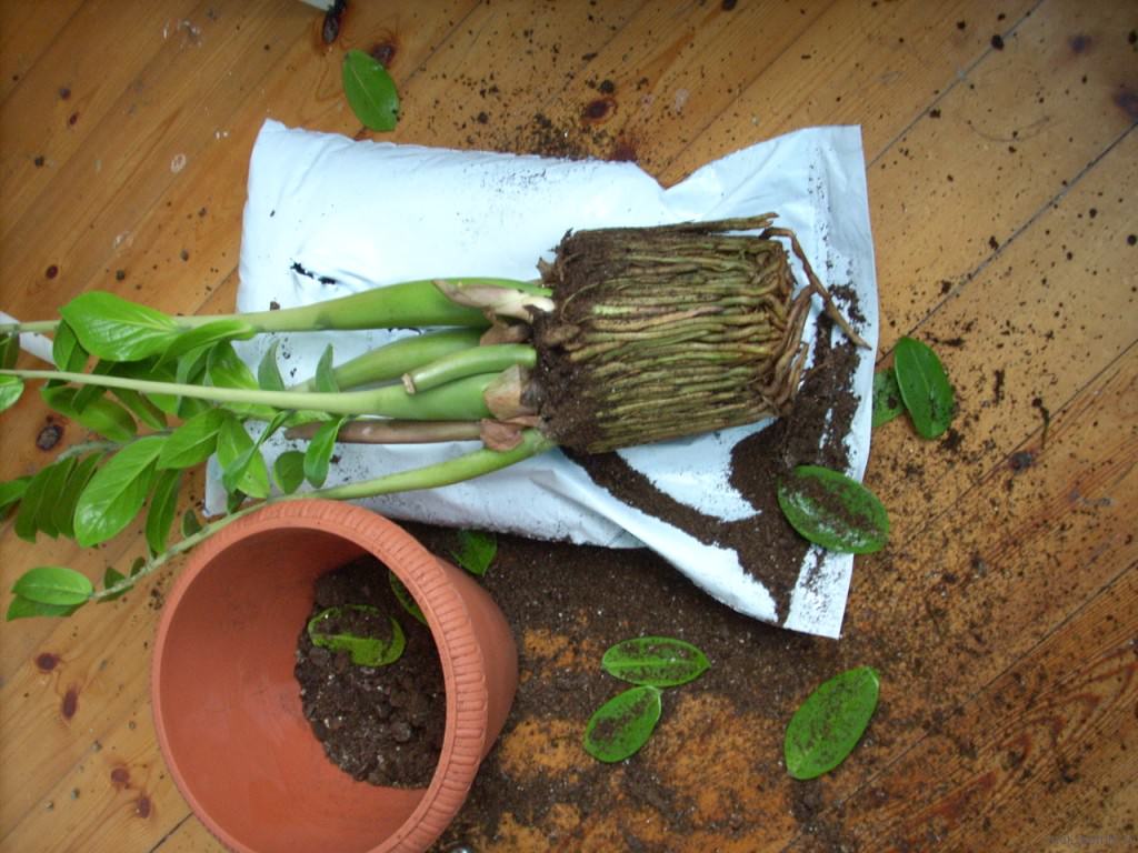 Замиокулькасы чаще всего в комнатном цветоводстве размножаются разделением взрослых кустов в процессе пересаживания растения в более объёмный цветочный горшок